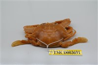 藏品(漢氏梭子蟹)的圖片